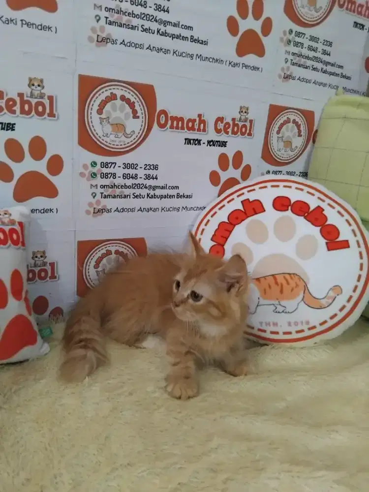 Kitten Munchkin Genetta Jantan