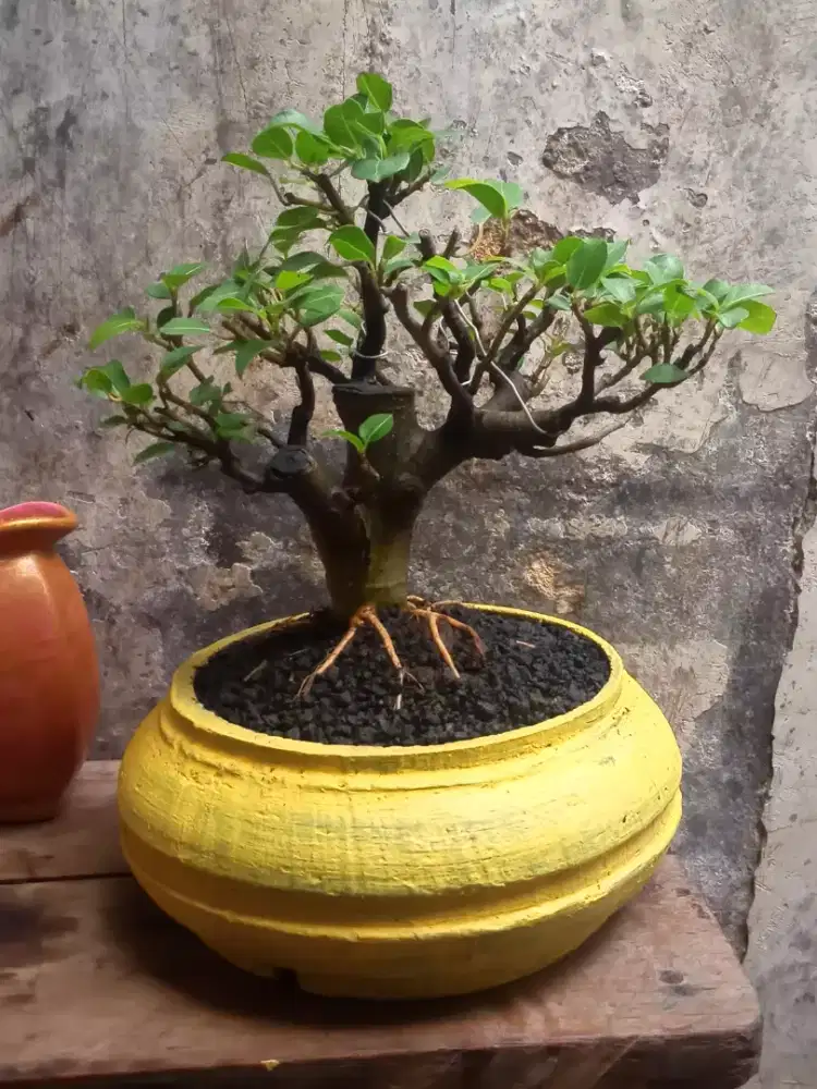 Ficus Racemosa Bonsai Loa The Max