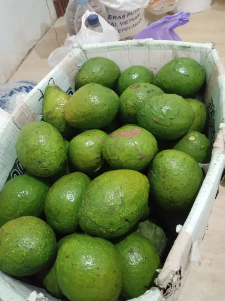 Alpukat mentega gunungkidul