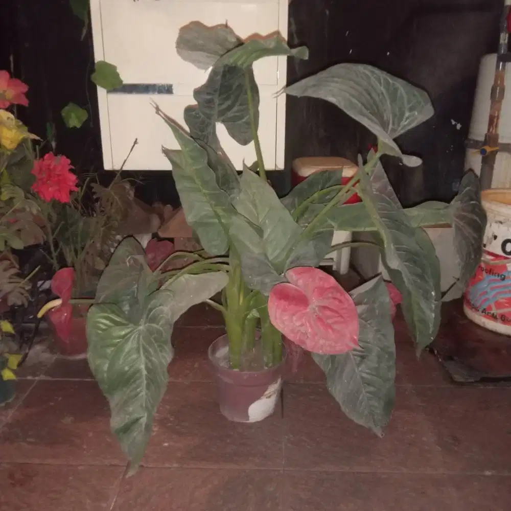 Tanaman imitasi barang ace hardware