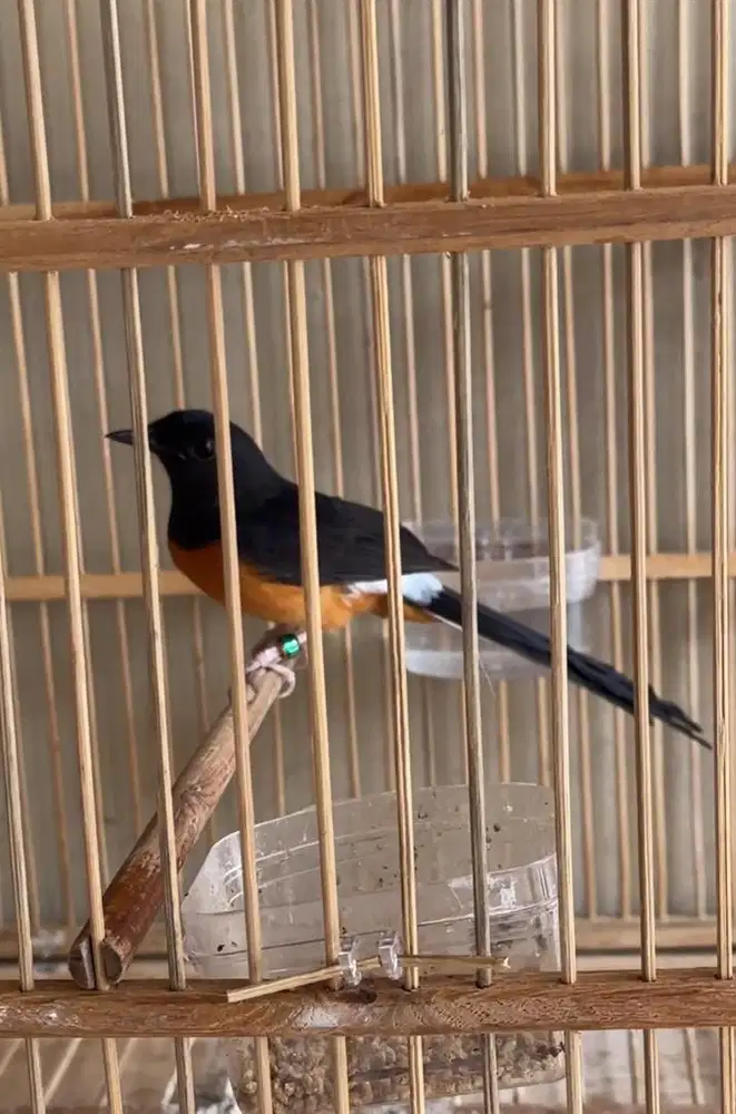 murai batu betina siapan ori trah bahorok prestasian