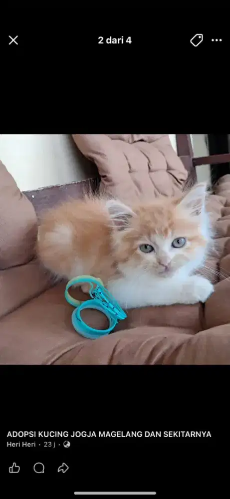 kucing betina  3 bulan