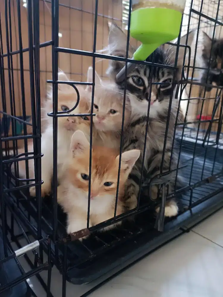 borongan kucing persia  2 bulan jantan dan betina