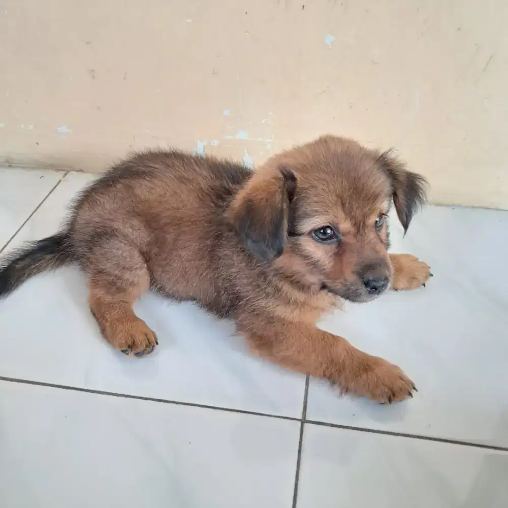 anjing betina 2 bulan