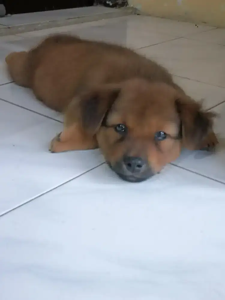 anak anjing  2 bulan