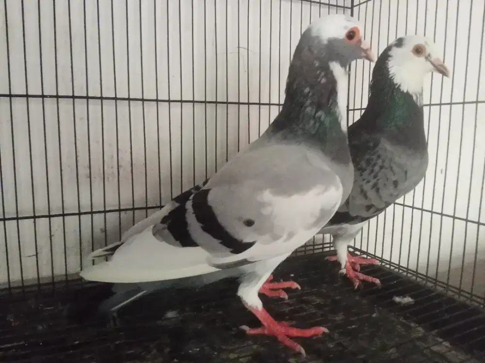 Sepasang Merpati Blangtong