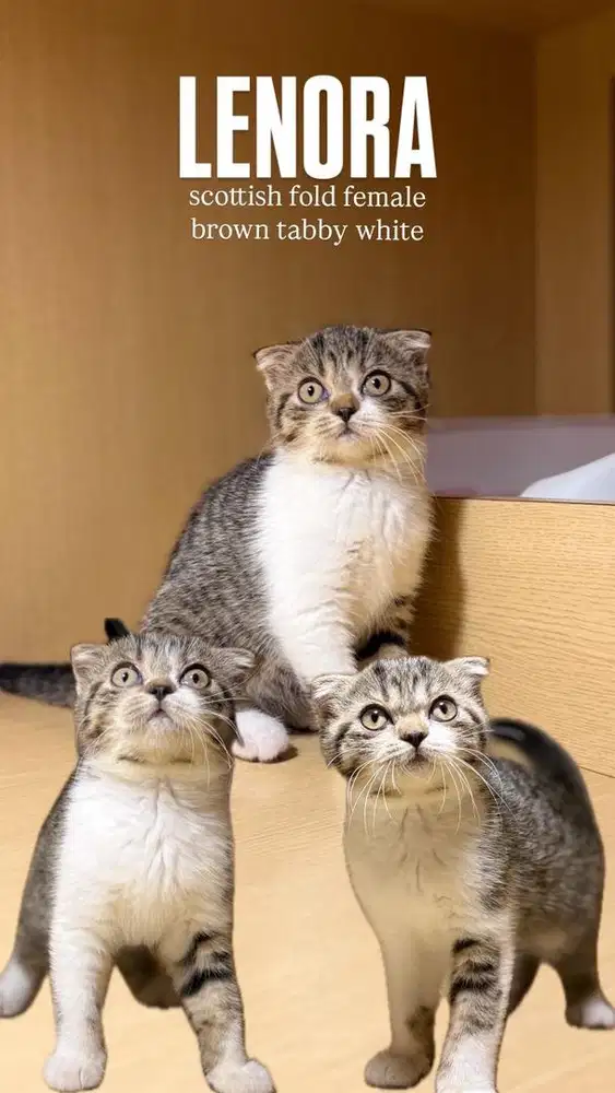 Scottish Fold Betina