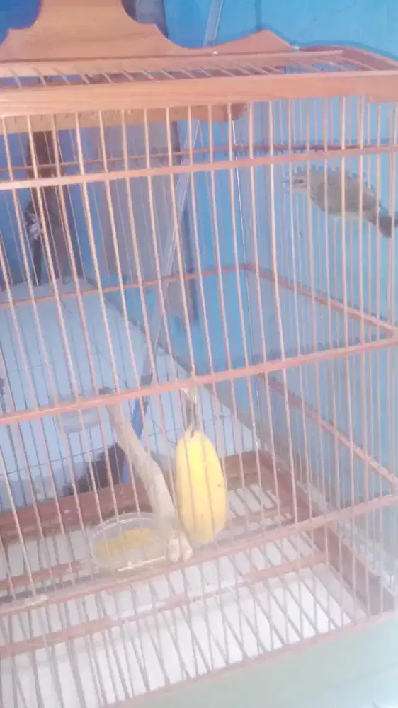 Jual Burung Opoir Jawa