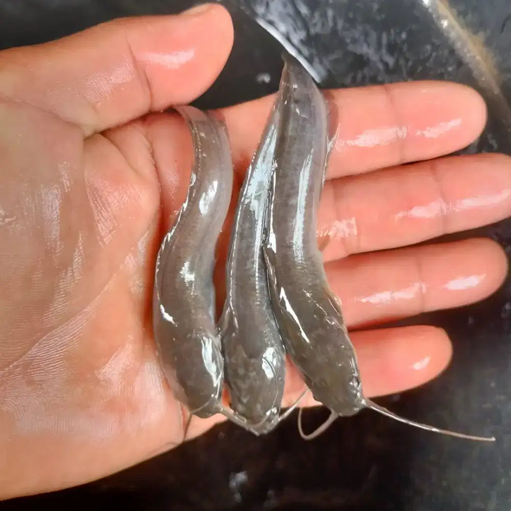 BIBIT LELE Ukuran 11/12