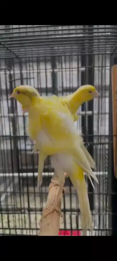 Kenari Scotduckfrill box25 Gacoorr2 omku