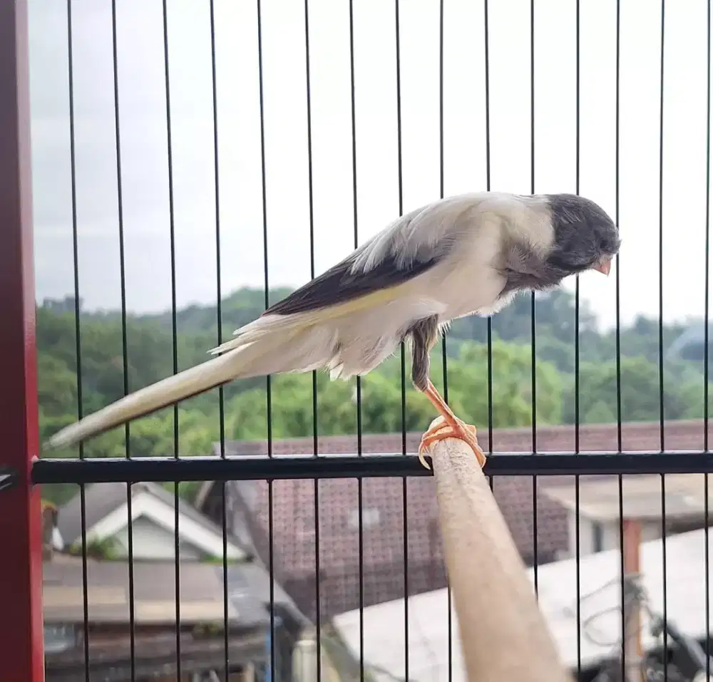 kenari Rasmi iran25 Gacoorr2 Mewah2 omku