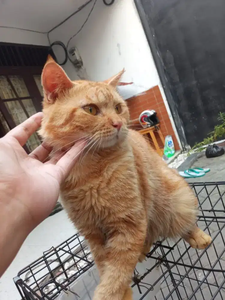 BSH red tabby jantan kucing