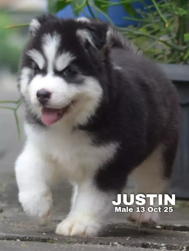 Siberian Husky hitam jantan •JUSTIN•