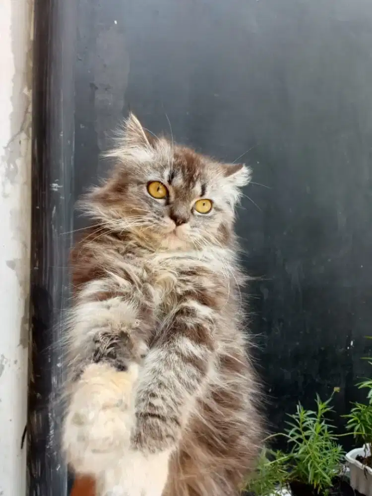 Scottish straight 7 bln kucing