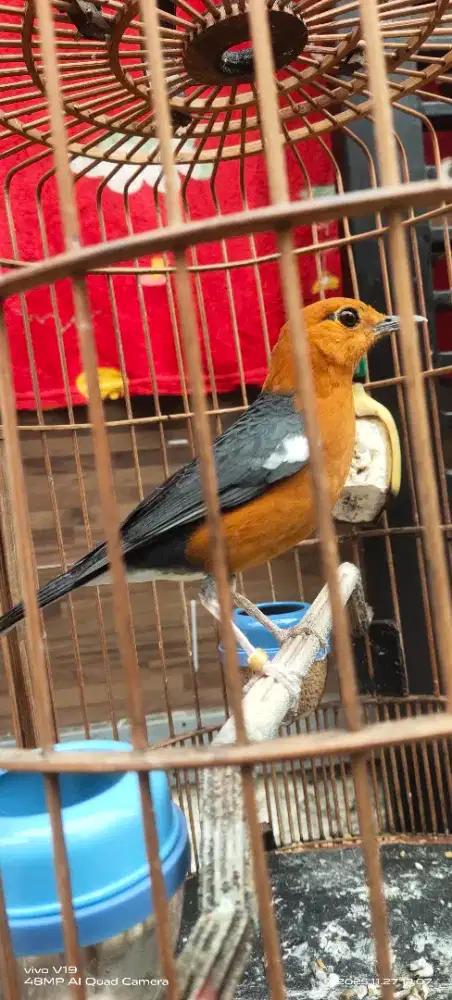 Anis merah jinak mulus