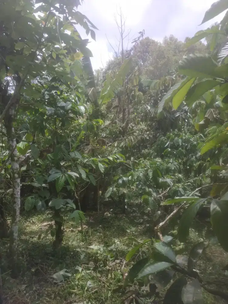 Jual Tanah Tanah subur untuk pertanian daerah pedesaan asri