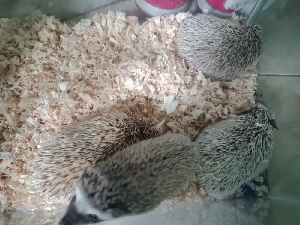 Ready Landak Mini Lucu