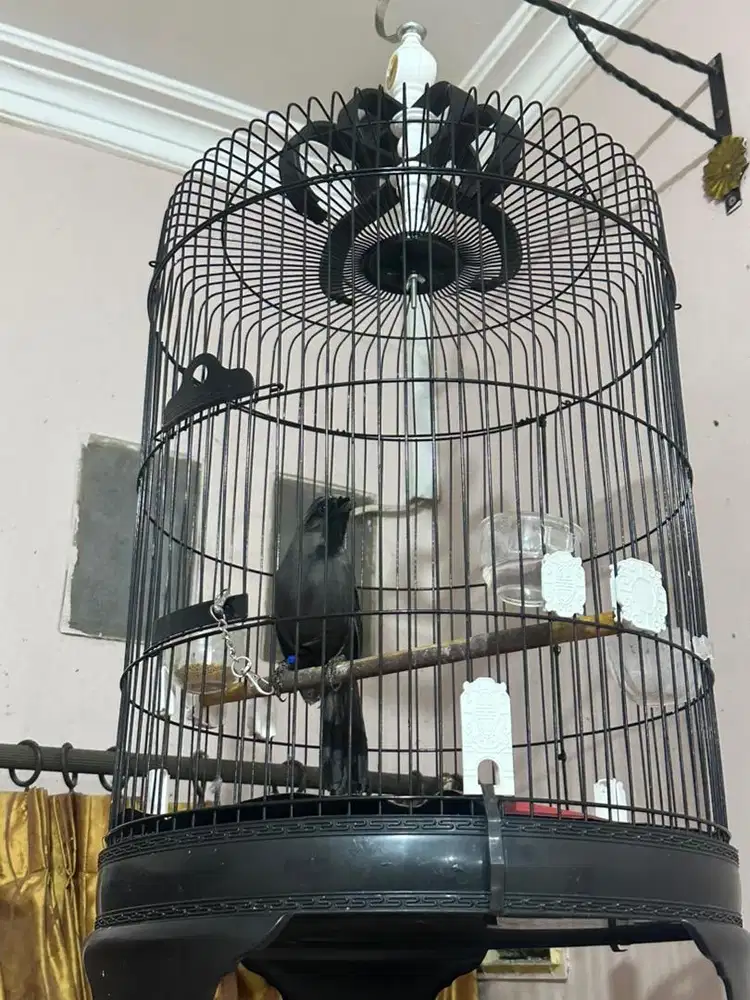 Poksay hongkong (Pipi Hitam)