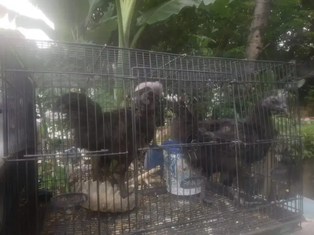 Ayam cemani sepasang