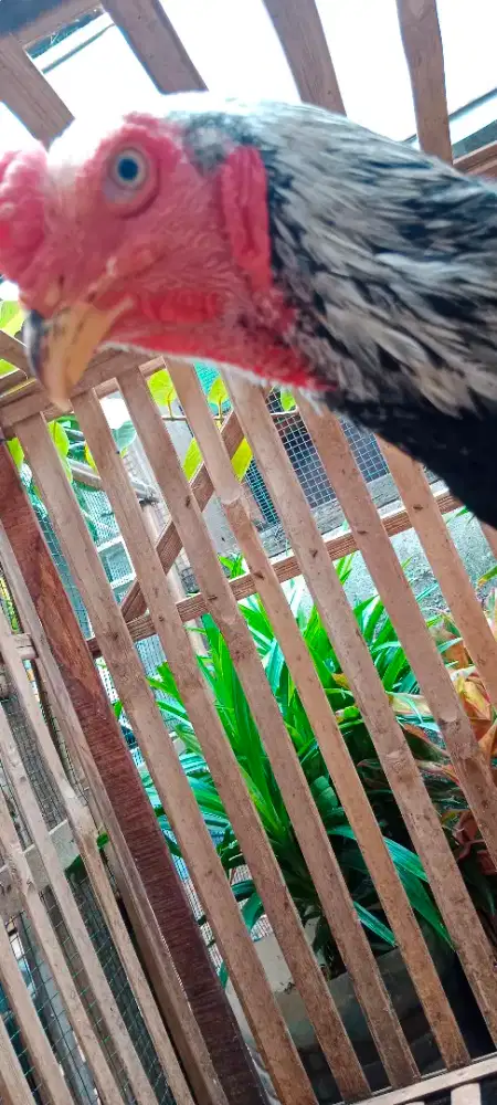 Ayam Jantan Shamo Ballack