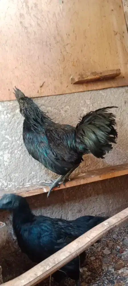 Ayam Jantan Cemani LH