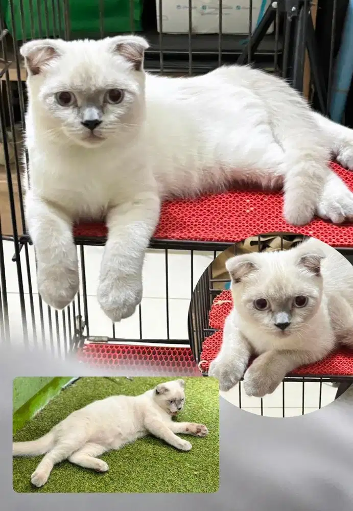 Kitten scottish fold blue point white putih jdhin bsh gaelic lucu