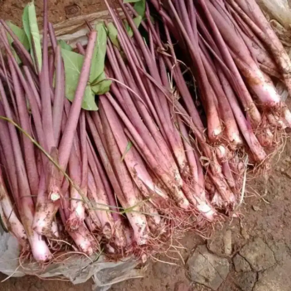 Bibit Talas Ungu Bogor