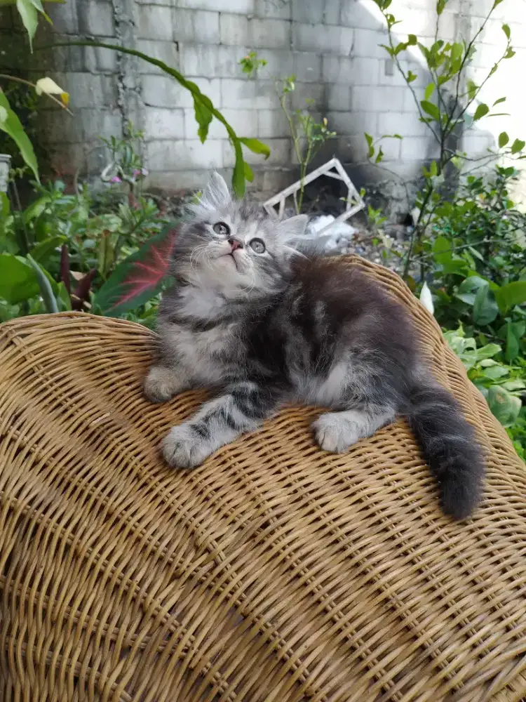 kitten Persia medium betina