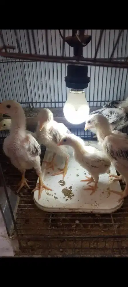 Shamo Eropa tri colour