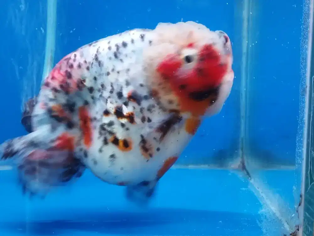 Ikan koki ranchu