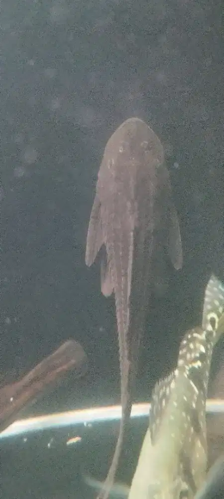 Ikan sapu sapu hitam