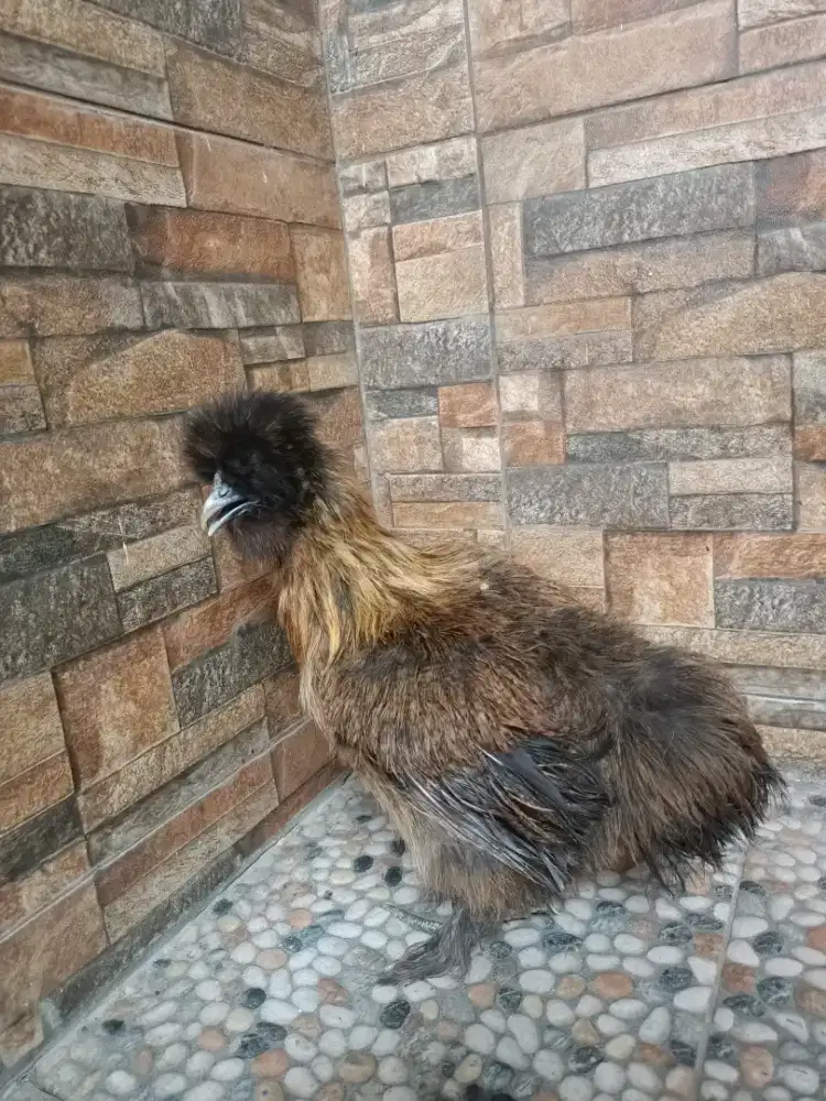 Ayam silky betina usia remaja