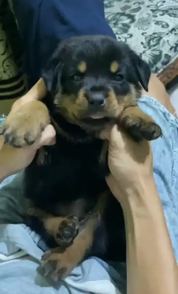 ROTTWEILLER PUPPY