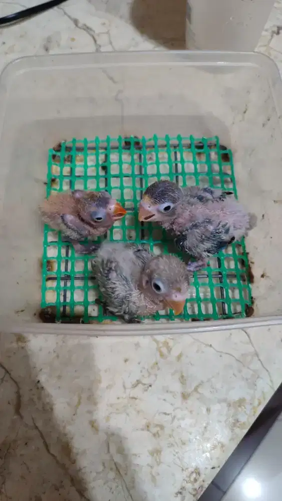 Lovebird anakan/lolohan/cindil