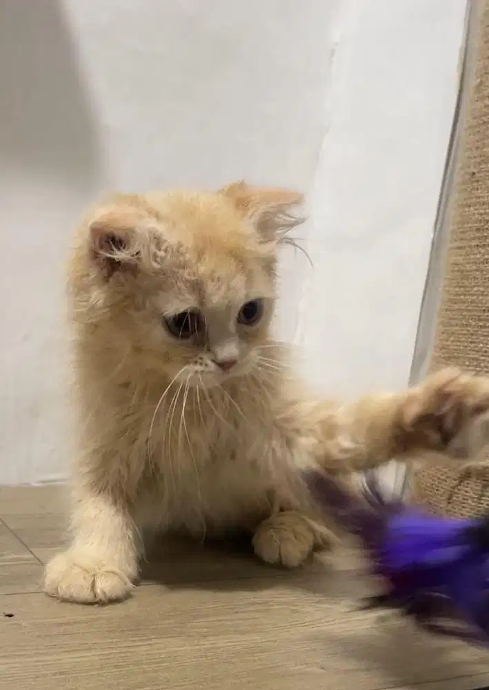 Scottish longhair jantan