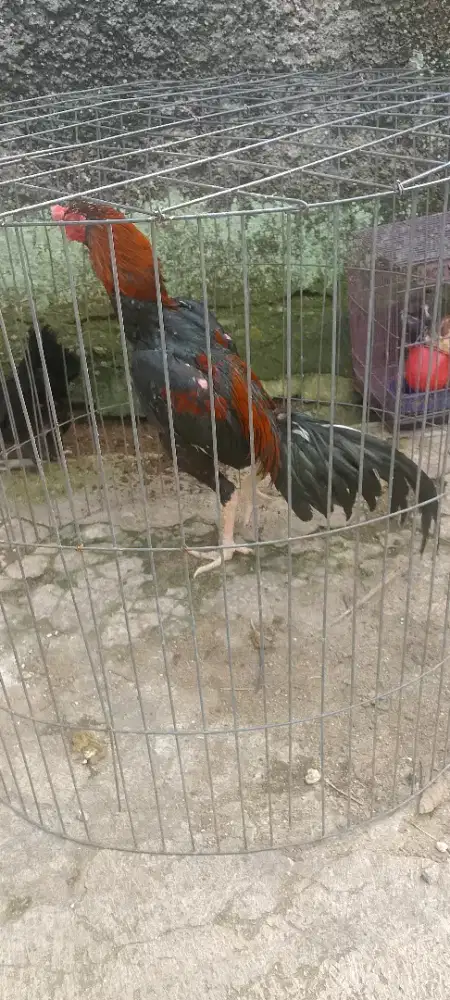 Jual Ayam Bangkok Muda Sehat walfiat Turunan Bagus Main Lincah