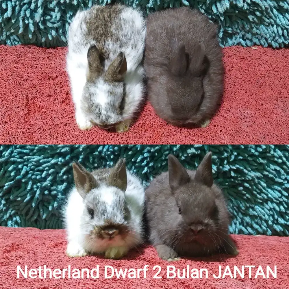 Anakan kelinci Netherland Dwarf usia 2 Bulan
