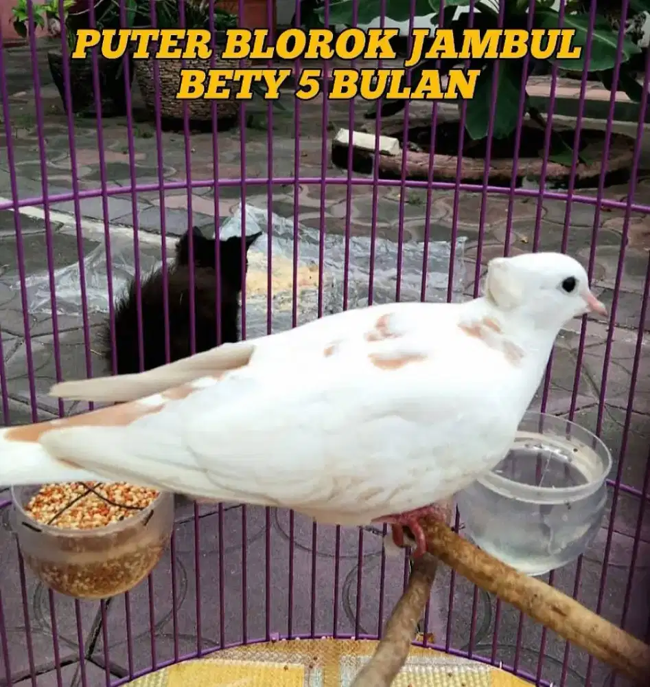 Puter Blorok Jambul Bety