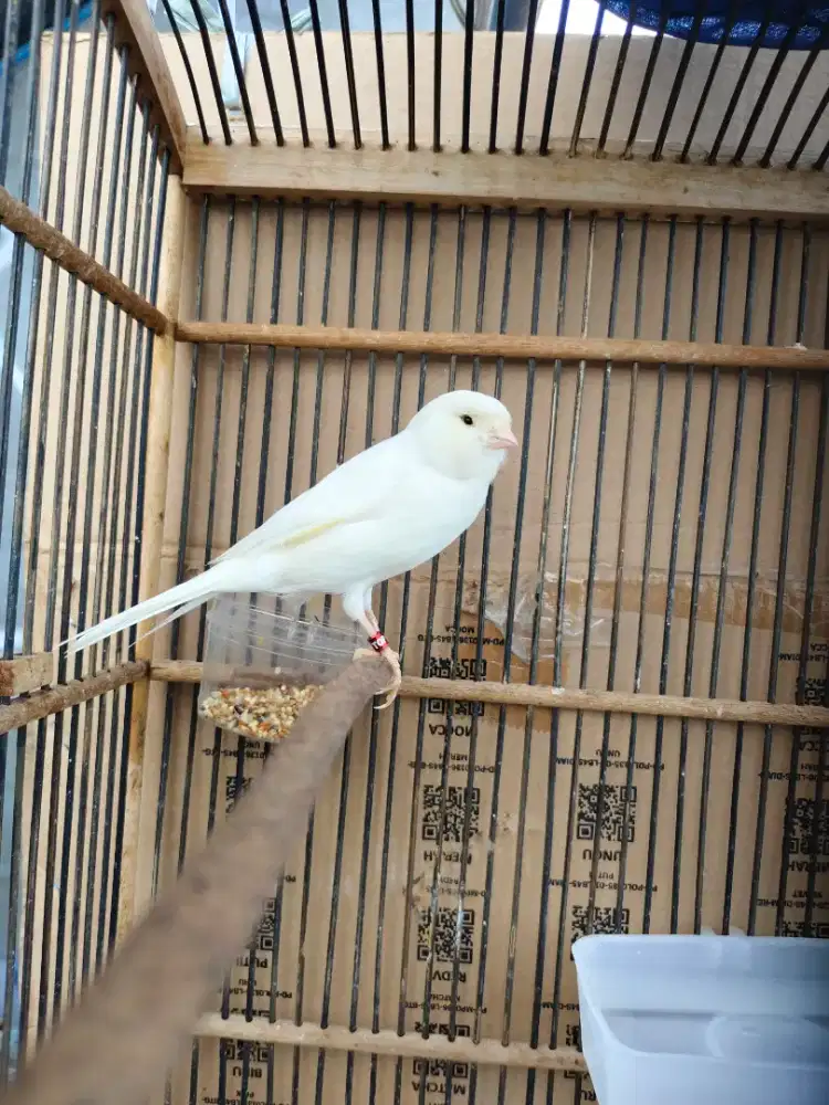 Kenari f1rasmi gacor dor