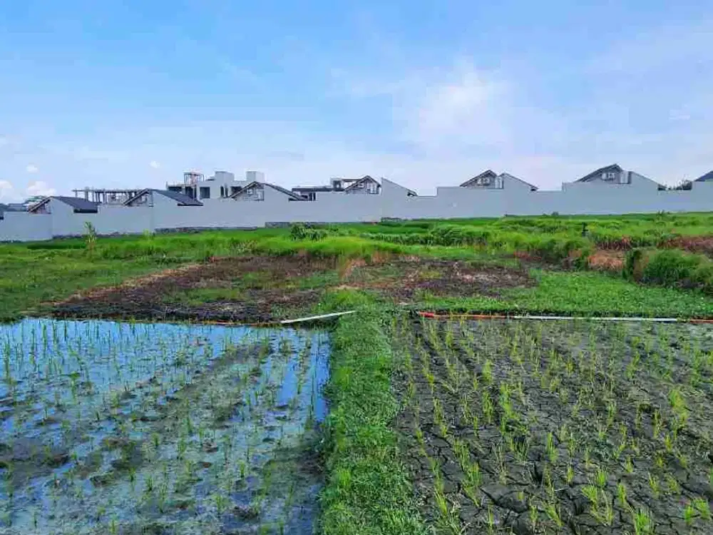 Tanah Murah Dekat Pantai Seseh dengan View Sawah