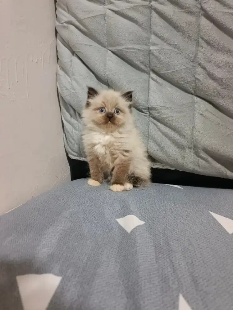 KUCING HIMALAYA SUPER LUCU