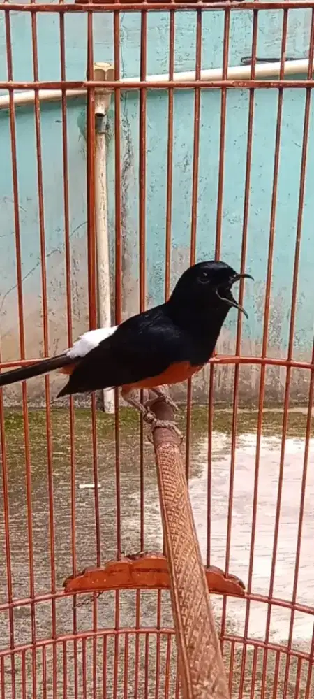 Murai ring mpan super gacor fighter volume tembus ekor 18 up