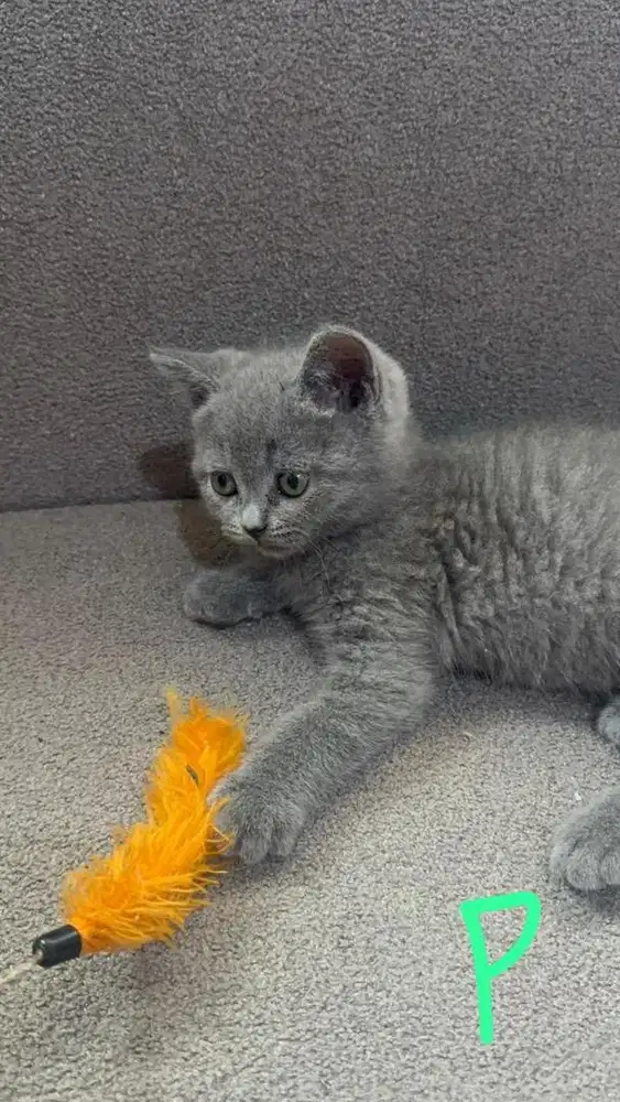 BSH PURE Hasil induk nonped bapa ped wcf