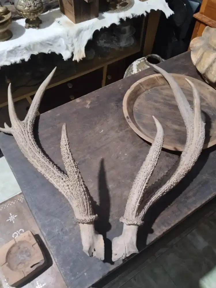 Tanduk ganjil langka besar