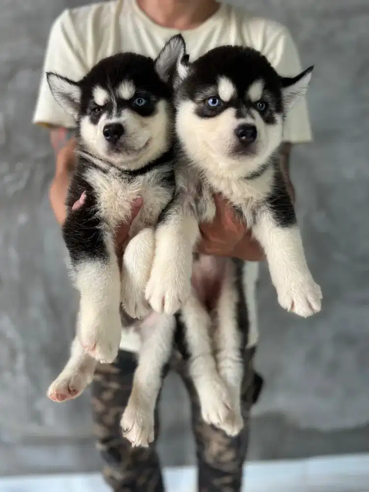 HUSKY BLUE EYES SUPER CAKEP