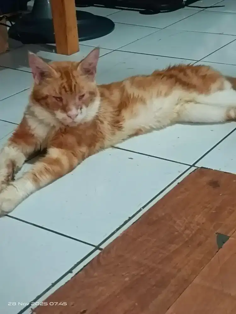 Pure maincoon jantan