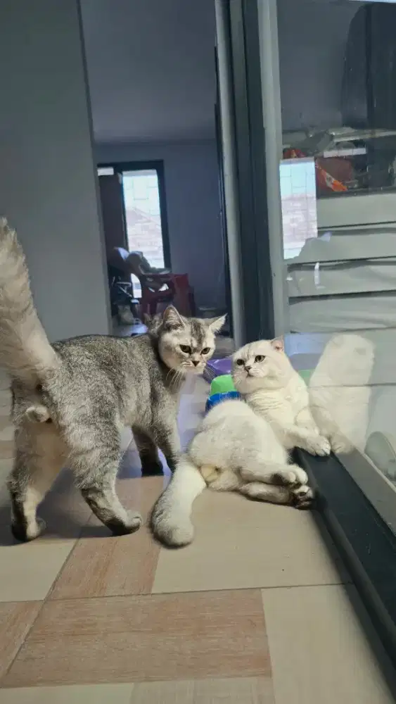 Kucing BSH Scottish fold silver