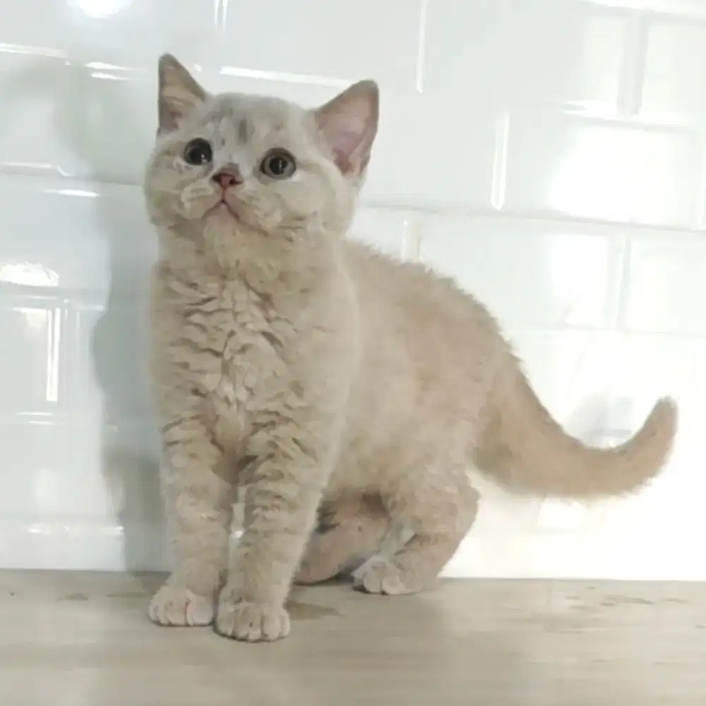 Kucing BSH Jantan Lilac
