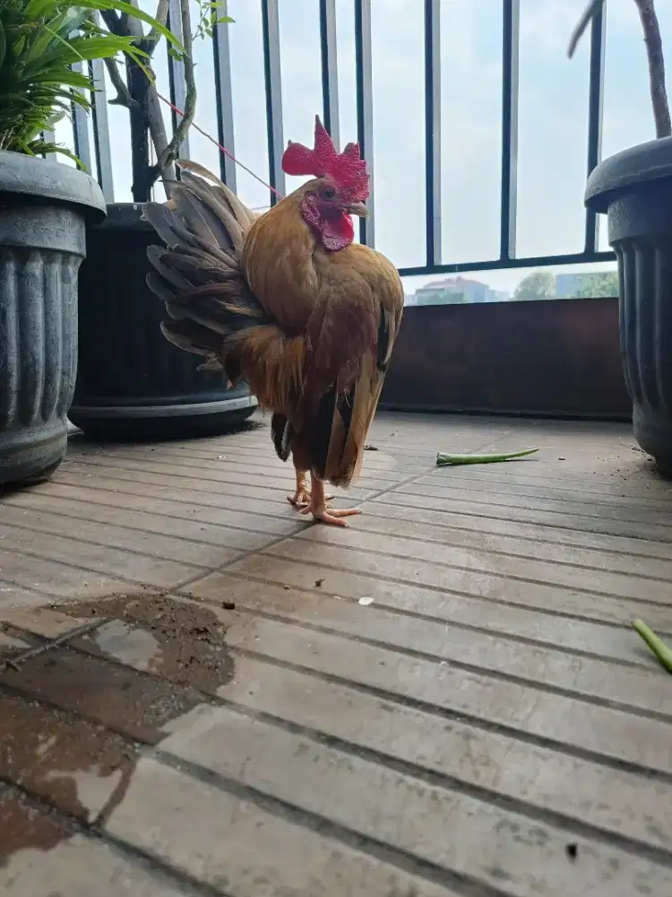 Ayam Serama Sepasang
