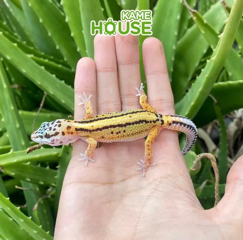 Gecko female BS ABL PH. Tremper
